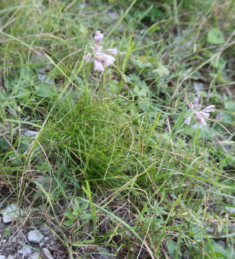Allium kunthianum photo 4