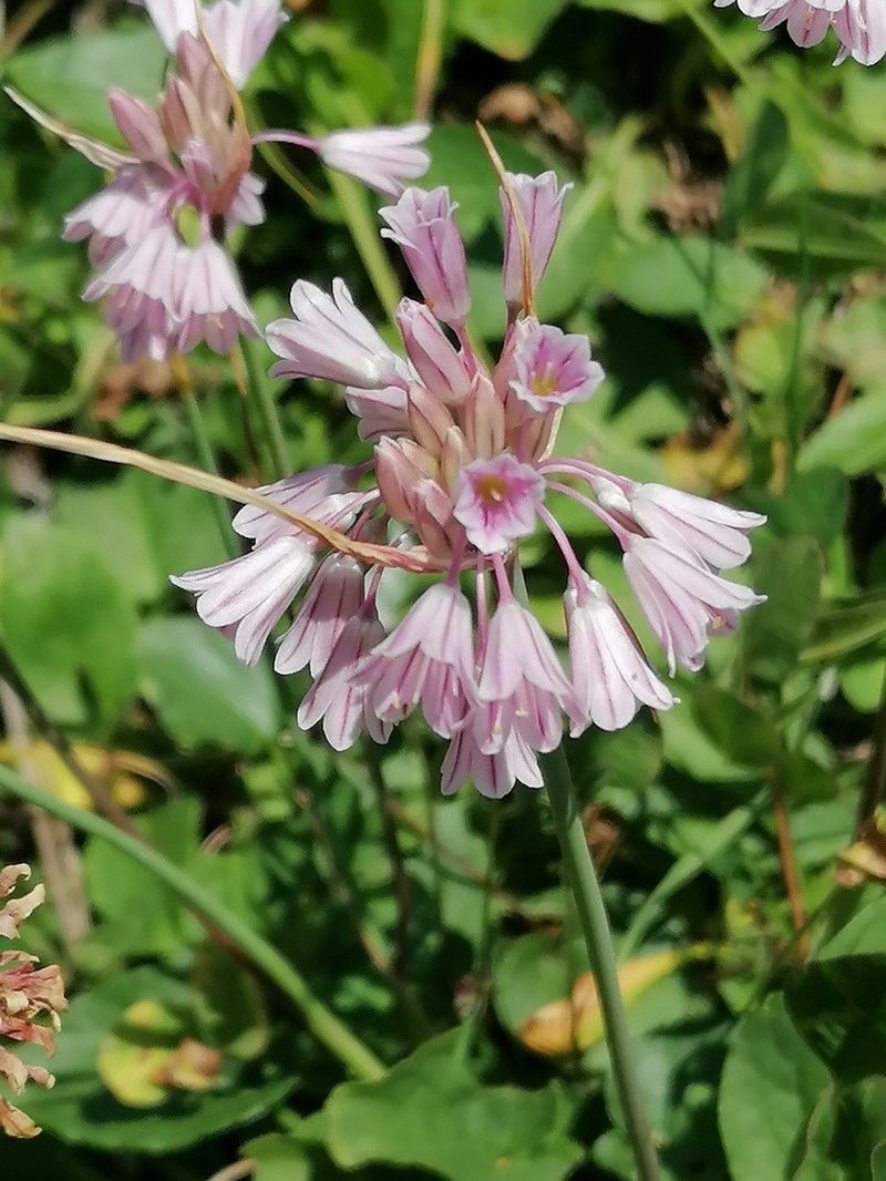 Allium kunthianum photo 5