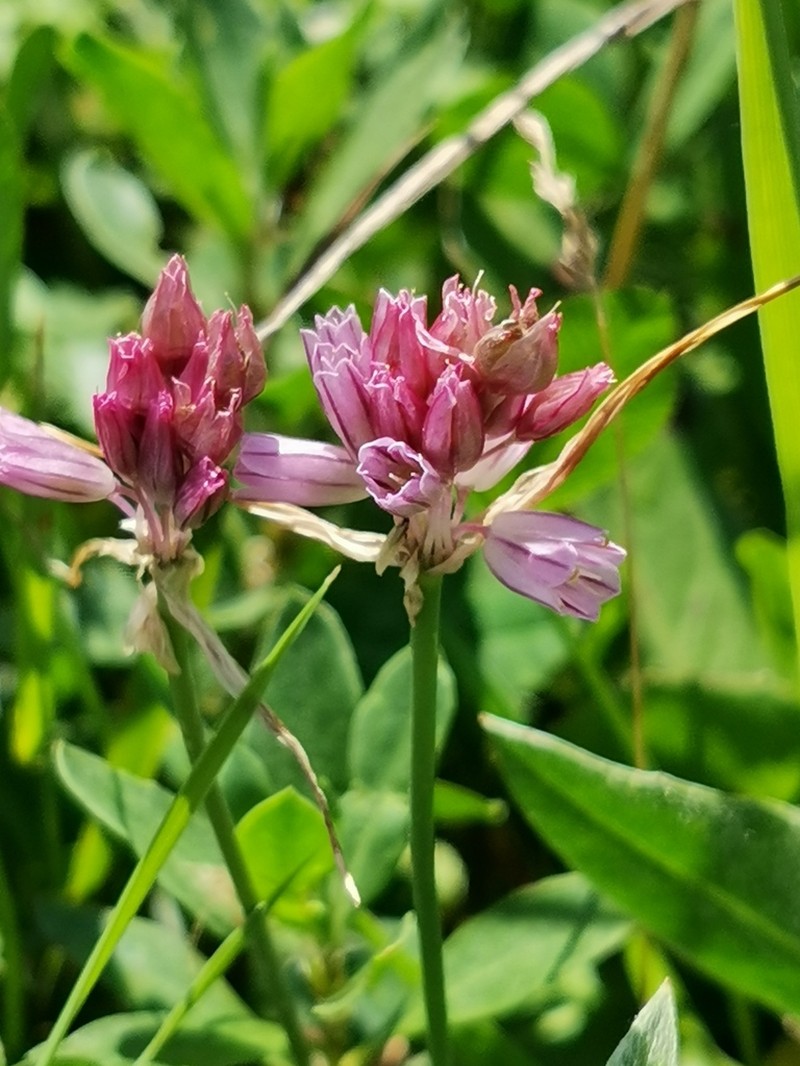 Allium kunthianum photo 6