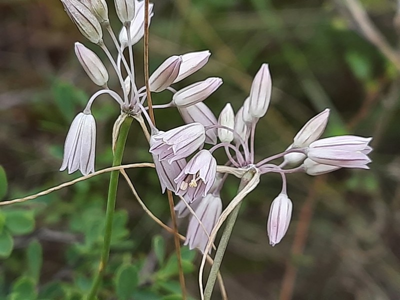 Allium kunthianum photo 7