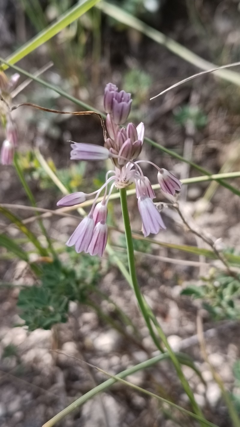 Allium kunthianum photo 8