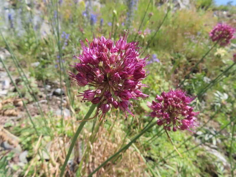 Allium kurssanovii