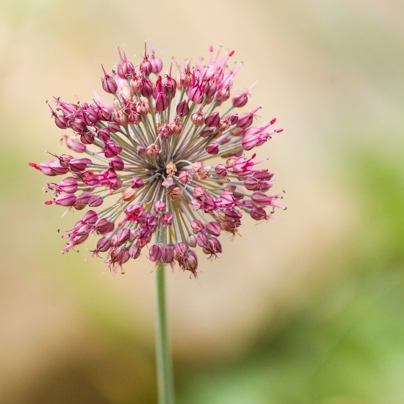 Allium kurssanovii photo 2