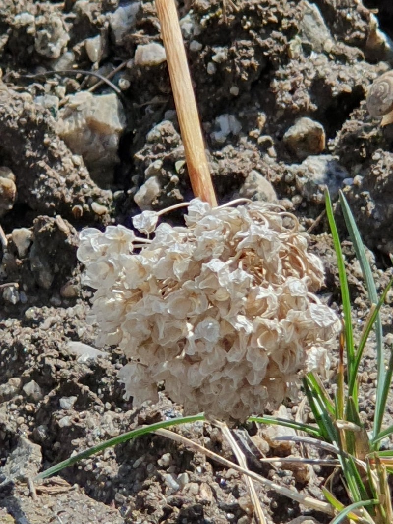 Allium kurssanovii photo 3