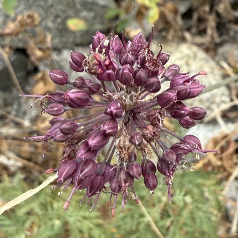 Allium kurssanovii photo 5