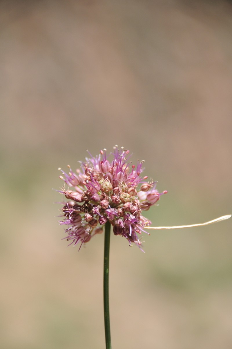 Allium kurssanovii photo 6