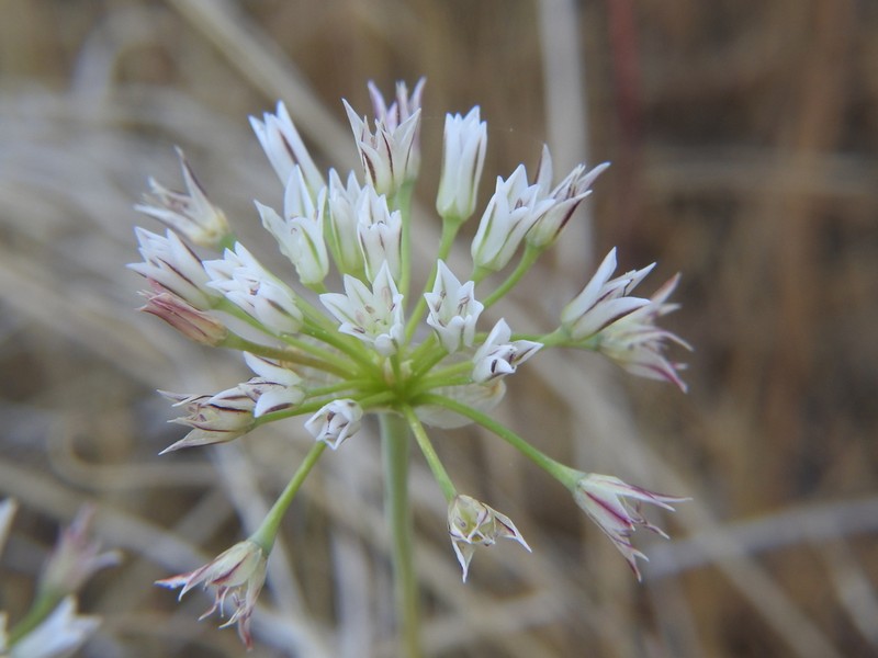 Pitted Onion photo 3
