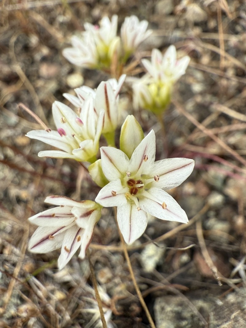 Pitted Onion photo 5
