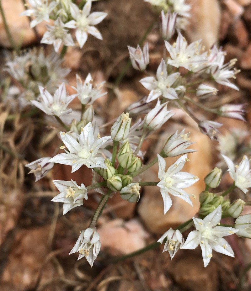 Pitted Onion photo 6