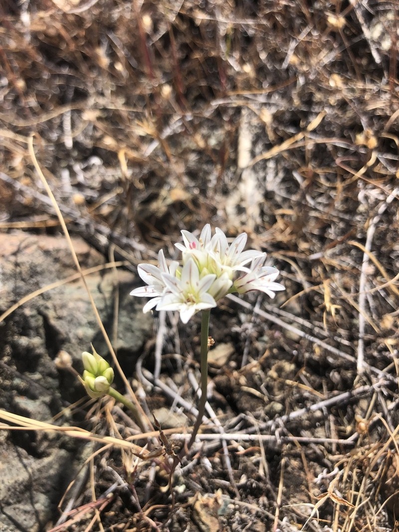 Pitted Onion photo 8