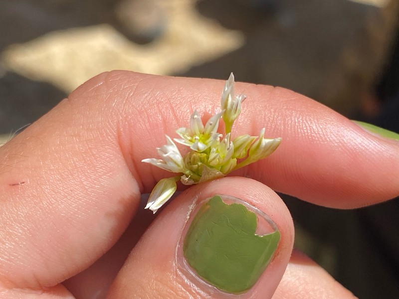 Allium lacunosum var. davisiae
