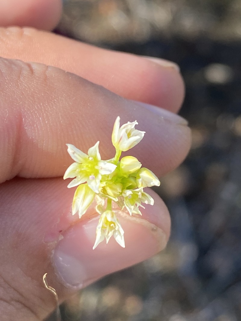 Allium lacunosum var. davisiae photo 2