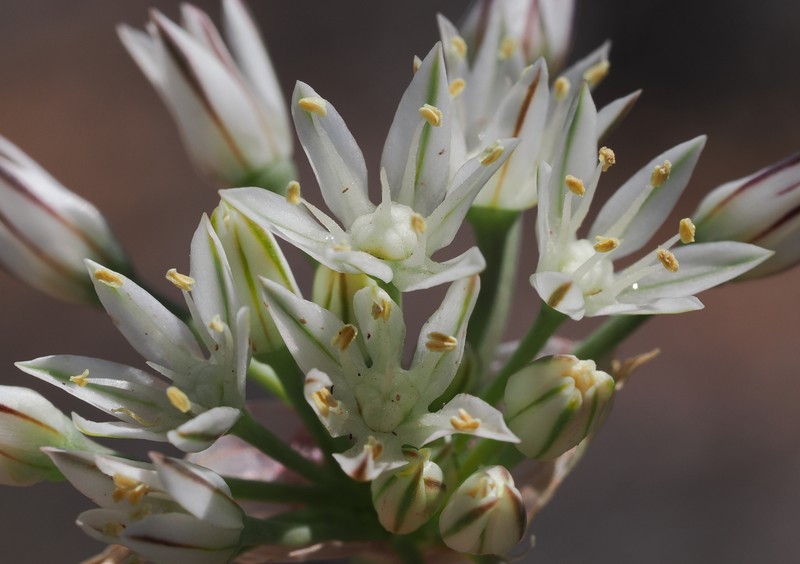 Allium lacunosum var. davisiae photo 4