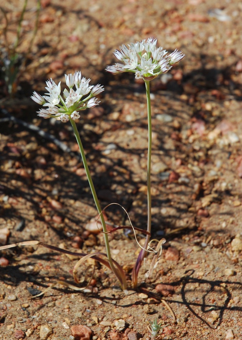 Allium lacunosum var. davisiae photo 5