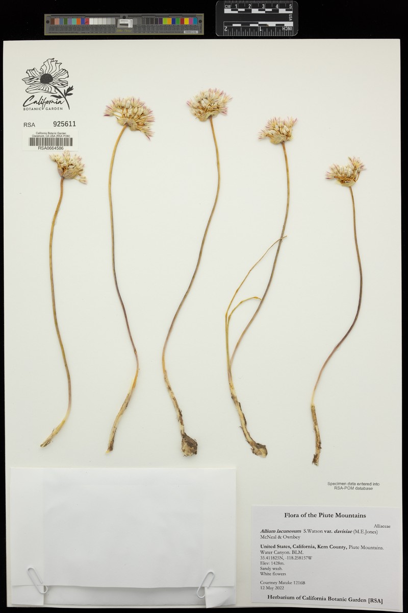 Allium lacunosum var. davisiae photo 6