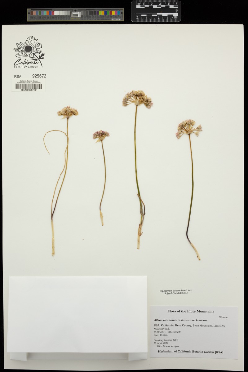 Allium lacunosum var. kernense