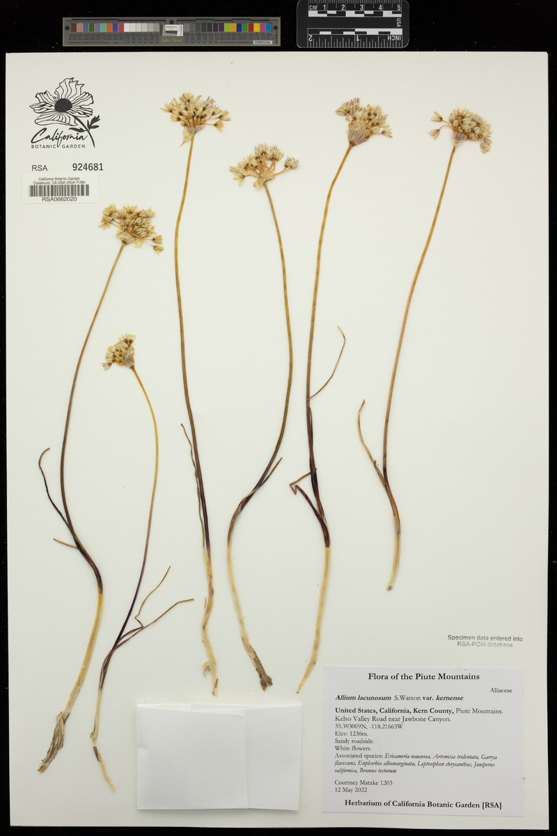 Allium lacunosum var. kernense photo 2