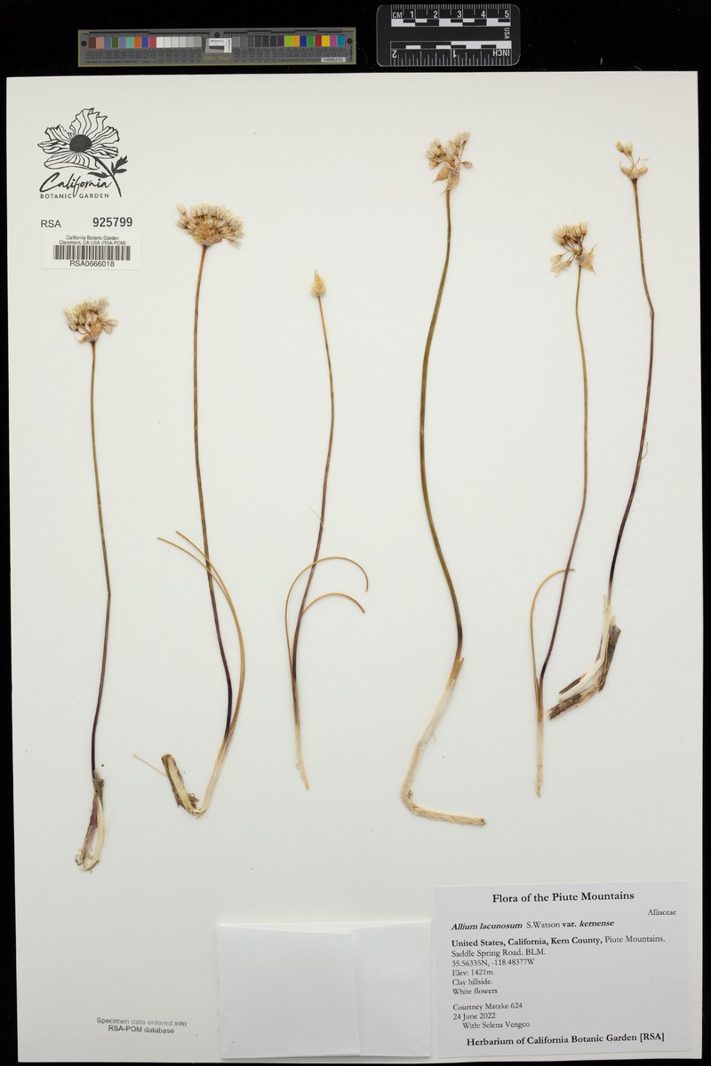 Allium lacunosum var. kernense photo 3