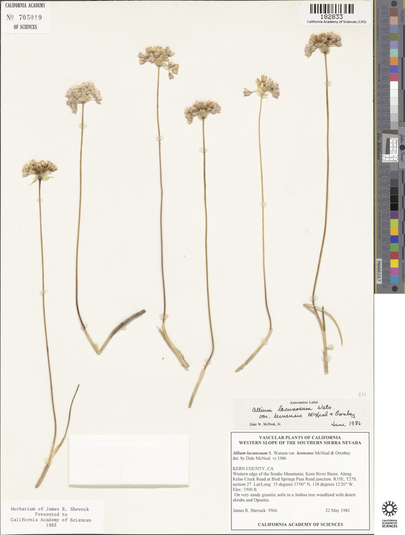Allium lacunosum var. kernense photo 4