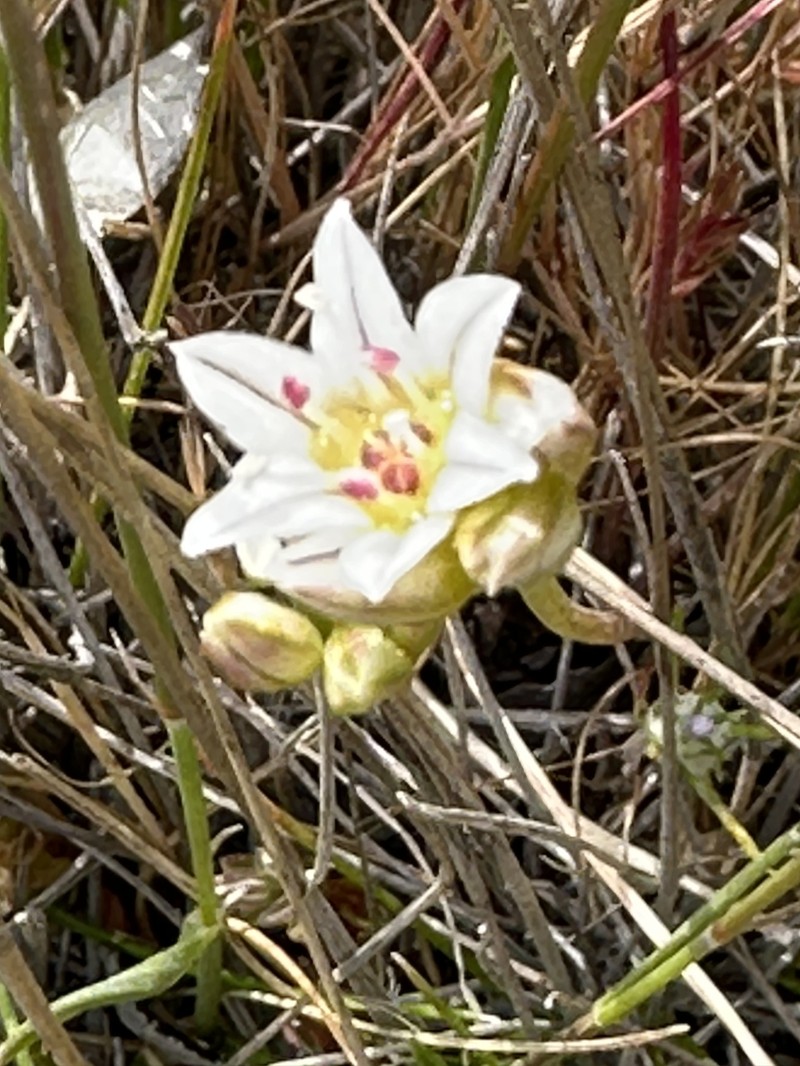 Allium lacunosum var. lacunosum