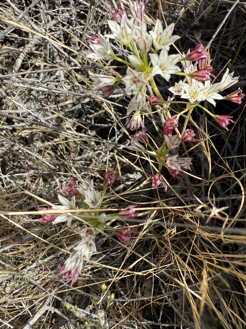 Allium lacunosum var. lacunosum photo 2