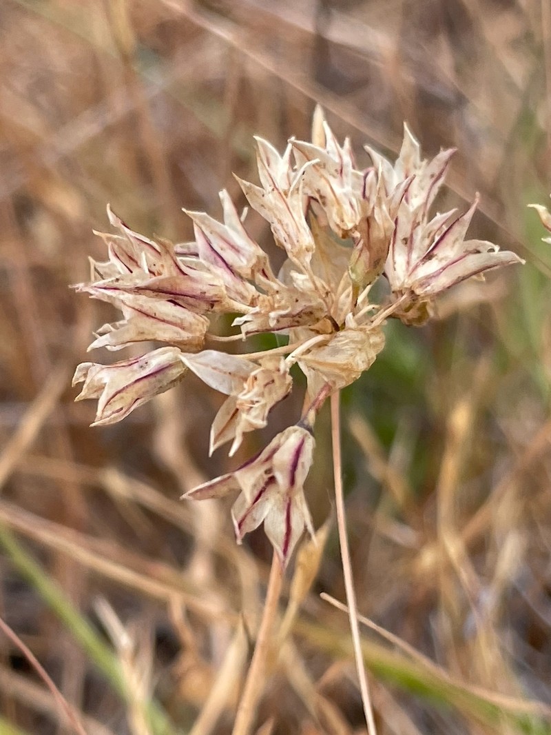 Allium lacunosum var. lacunosum photo 3