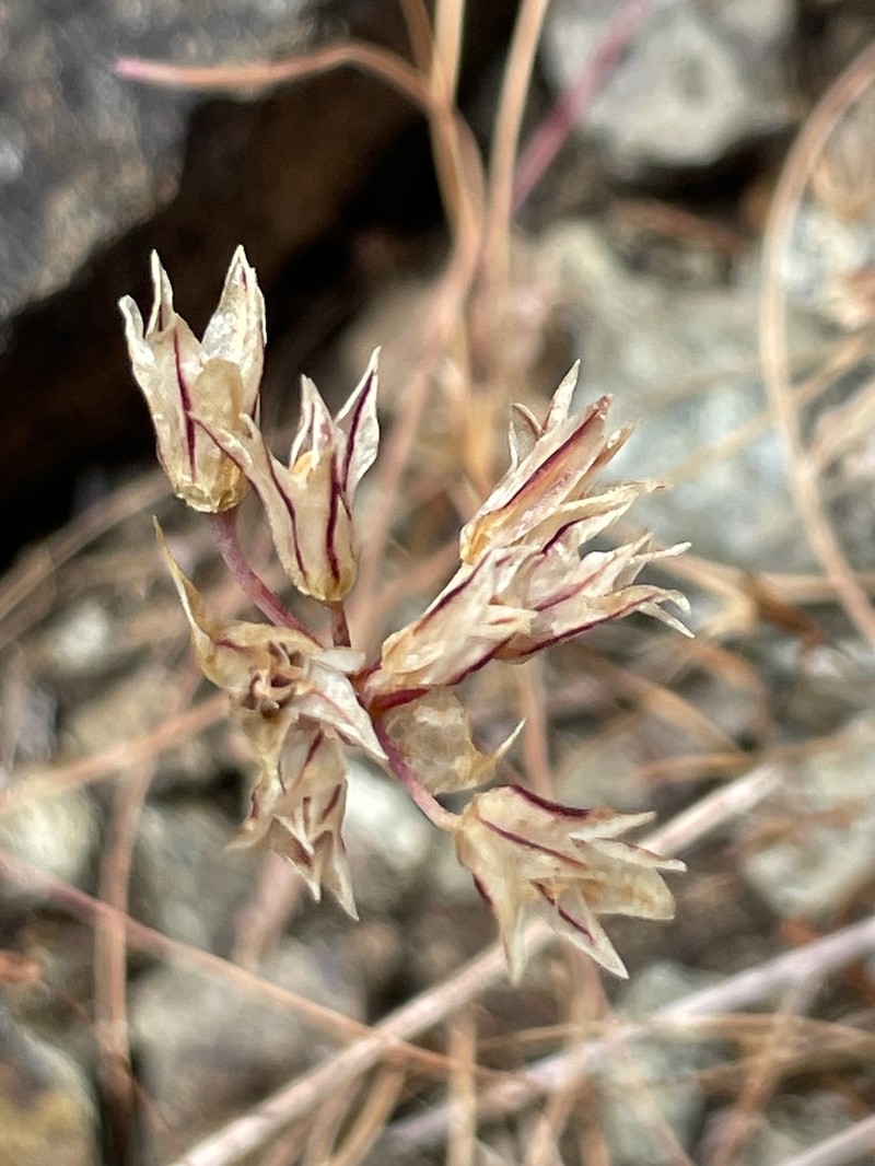 Allium lacunosum var. lacunosum photo 4