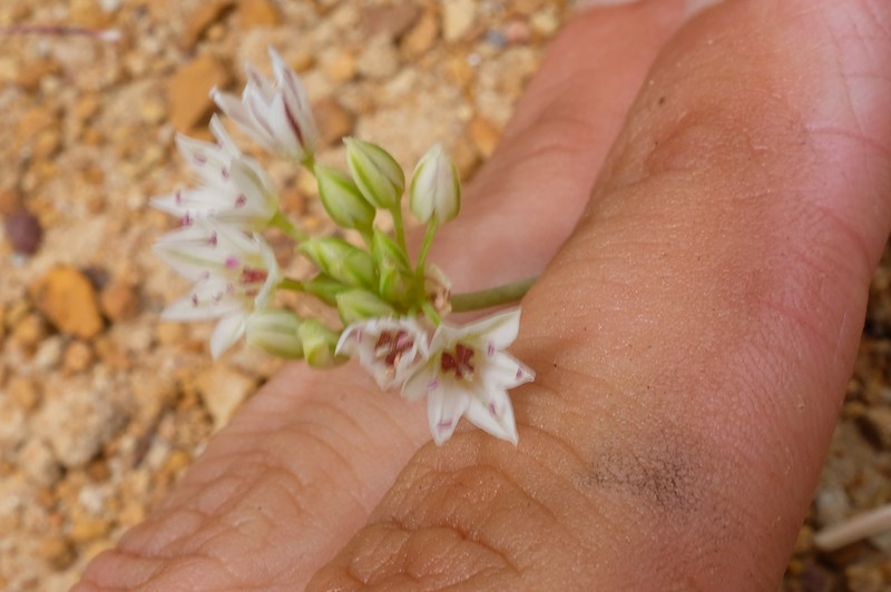 Allium lacunosum var. micranthum