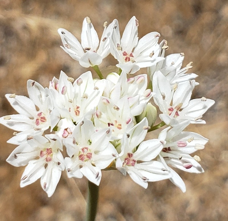 Allium lacunosum var. micranthum photo 2