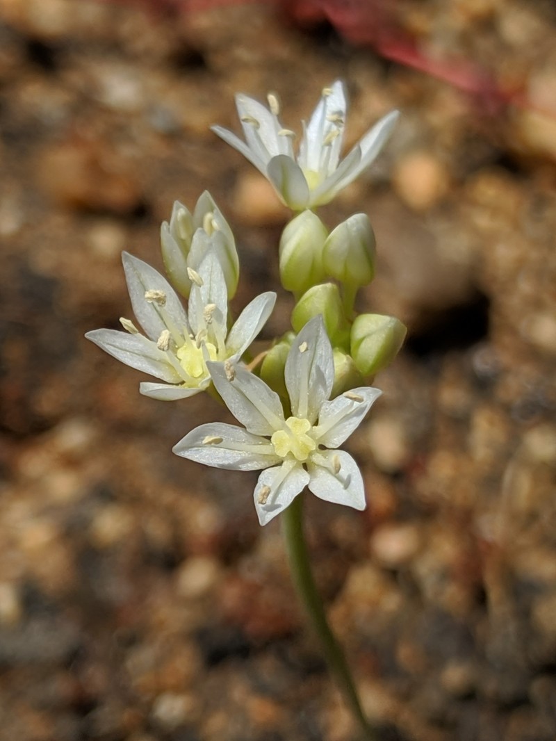 Allium lacunosum var. micranthum photo 3