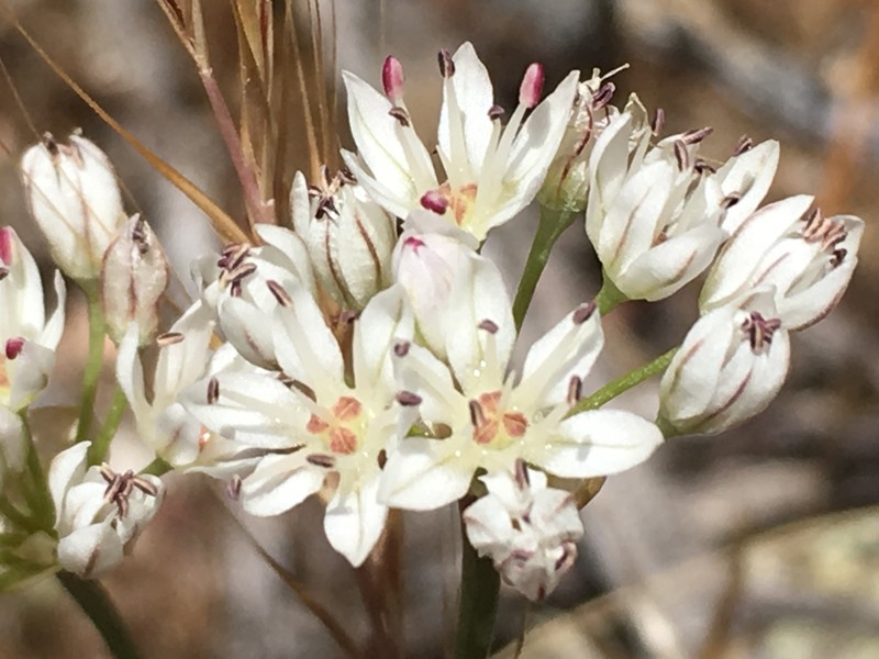 Allium lacunosum var. micranthum photo 4