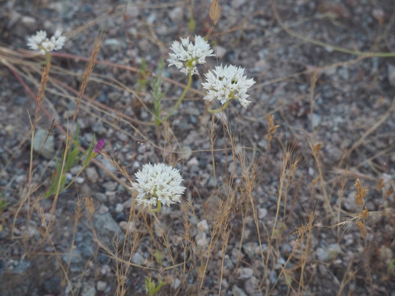 Allium lacunosum var. micranthum photo 5