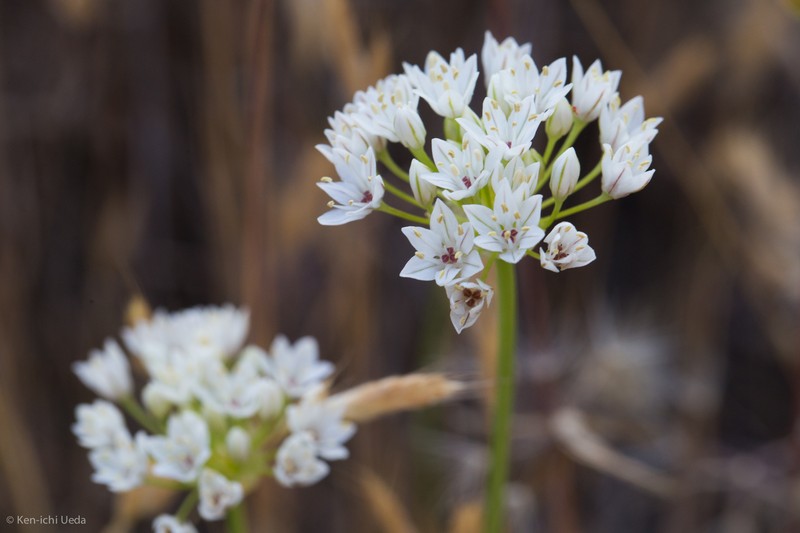 Allium lacunosum var. micranthum photo 6