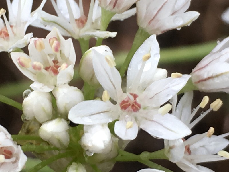 Allium lacunosum var. micranthum photo 8