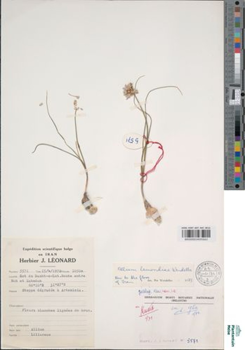Allium lamondiae