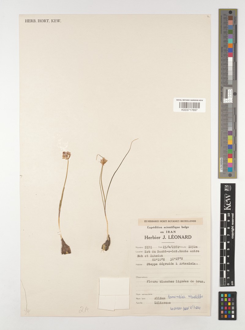 Allium lamondiae photo 2