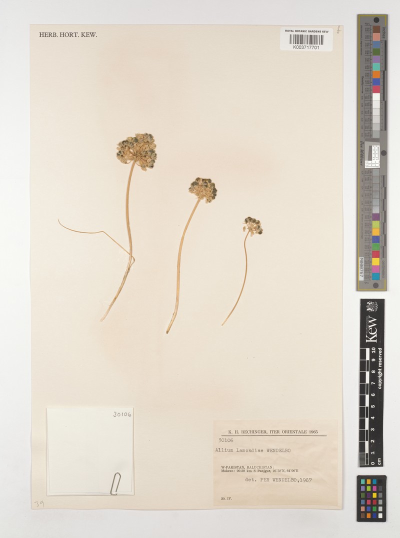 Allium lamondiae photo 3