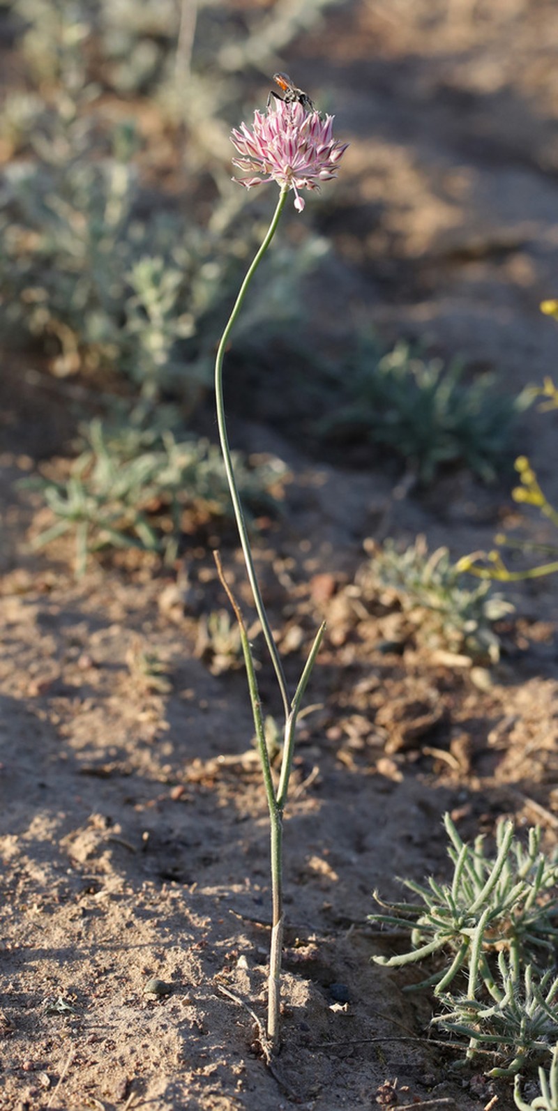Allium lasiophyllum