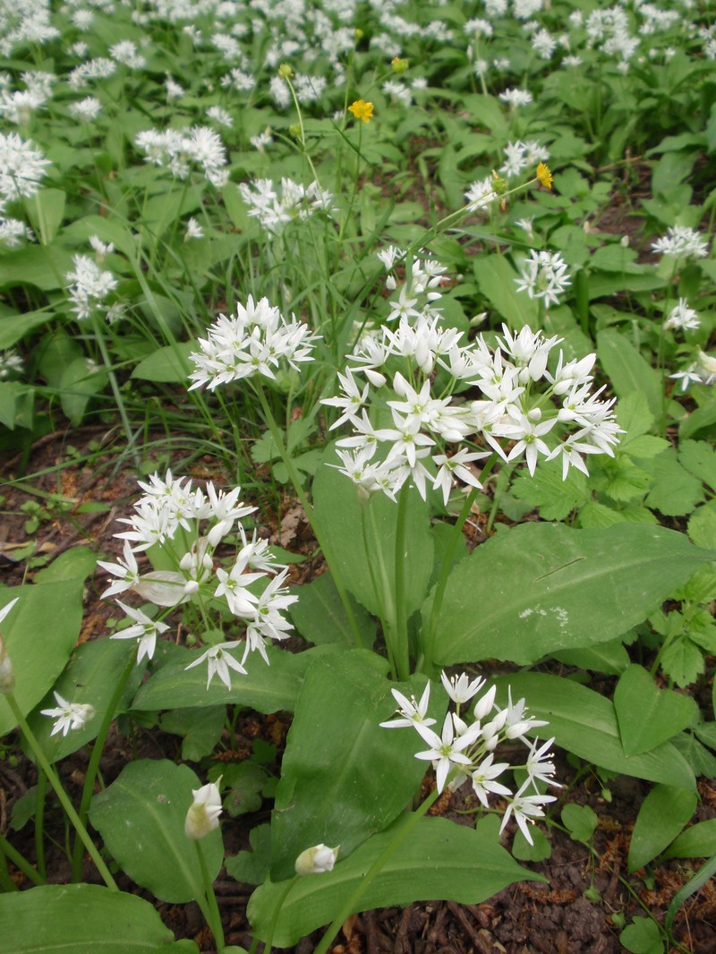 Allium latifolium