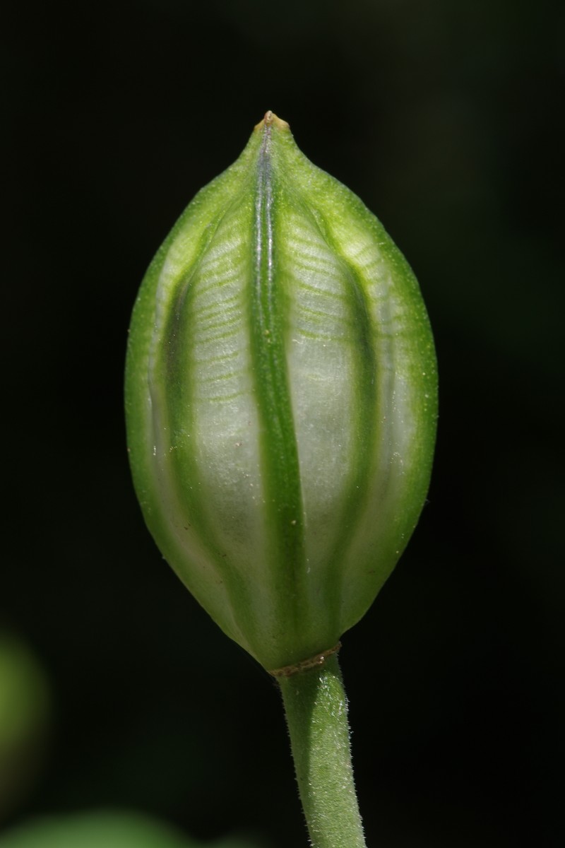 Allium latifolium photo 4