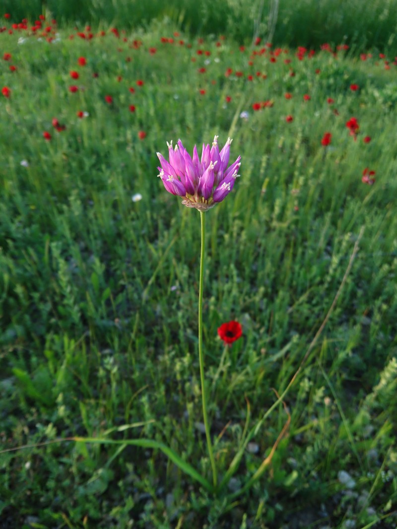 Allium latifolium photo 5