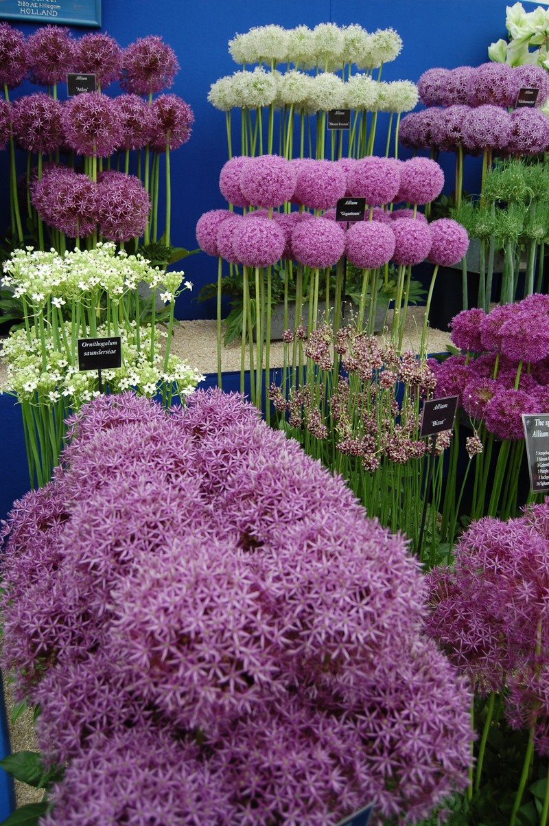 Allium latifolium photo 6