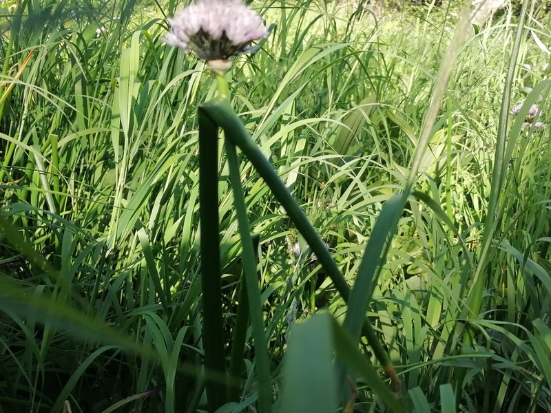 Allium ledebourianum photo 2