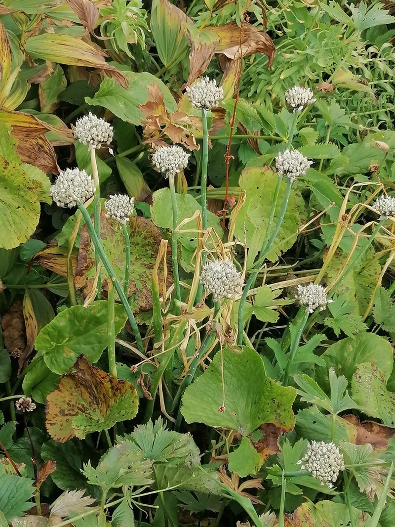 Allium ledebourianum photo 3