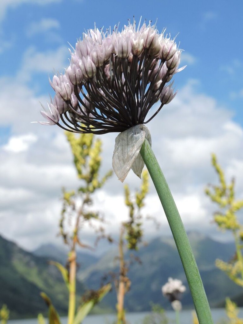 Allium ledebourianum photo 4