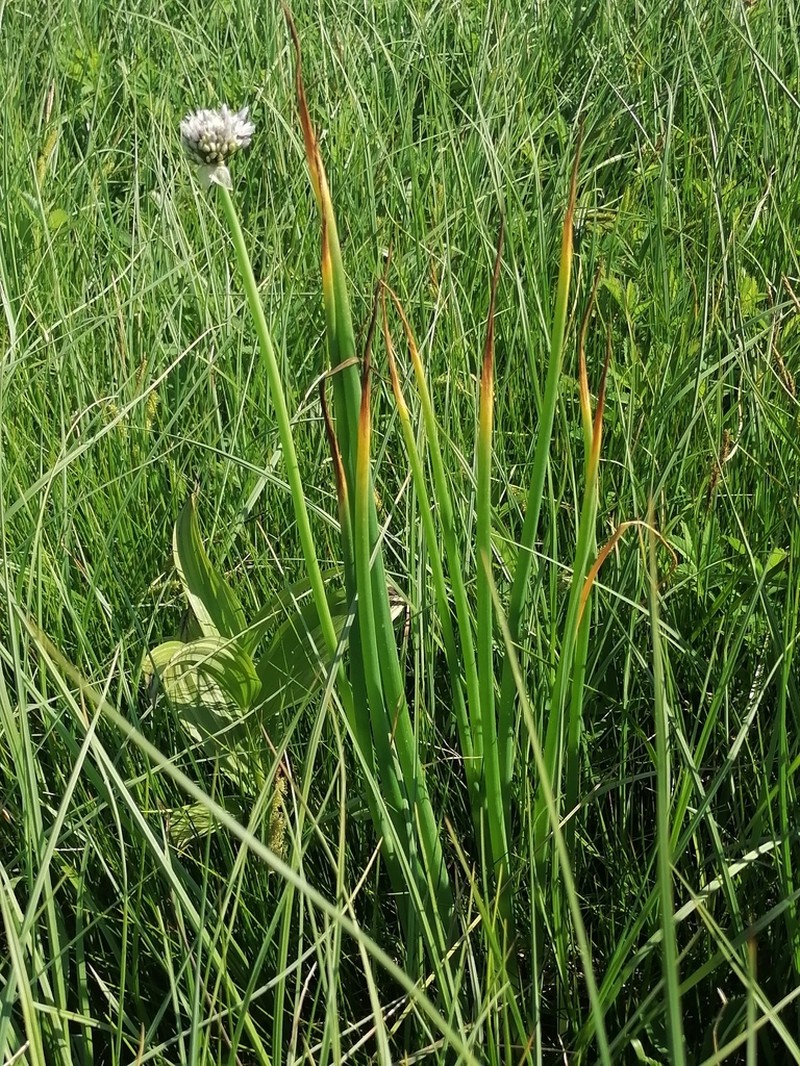 Allium ledebourianum photo 5