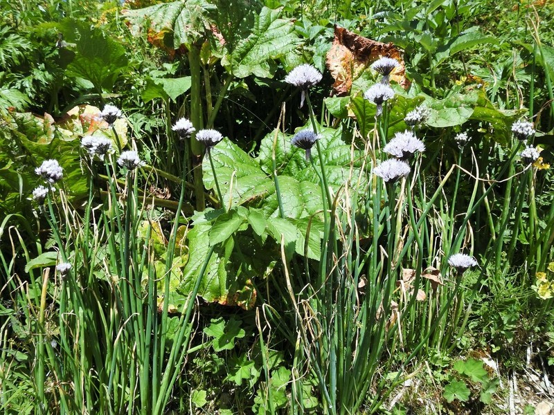 Allium ledebourianum photo 6