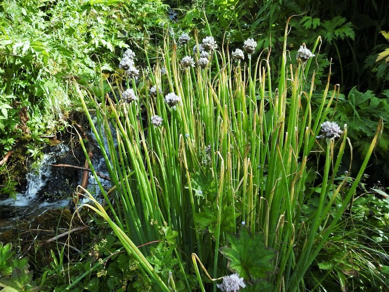Allium ledebourianum photo 7