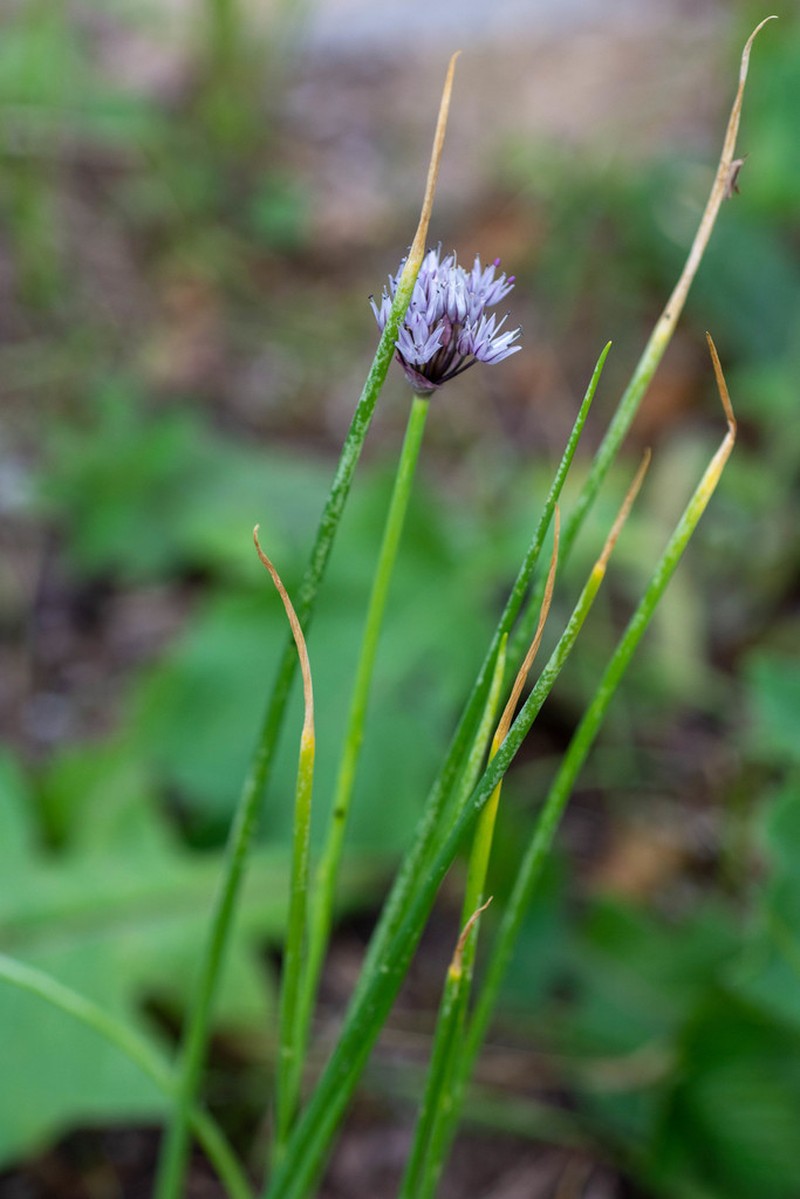 Allium ledebourianum photo 8