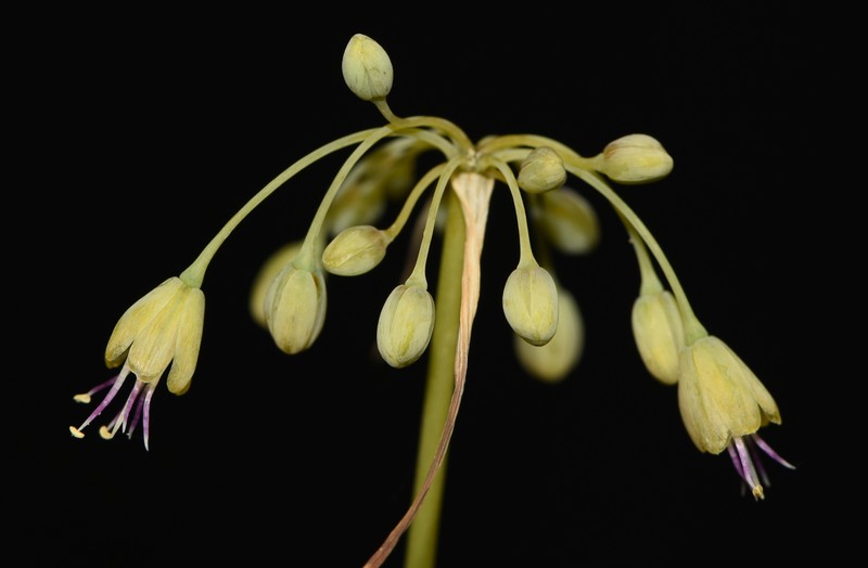 Allium lefkadense photo 2